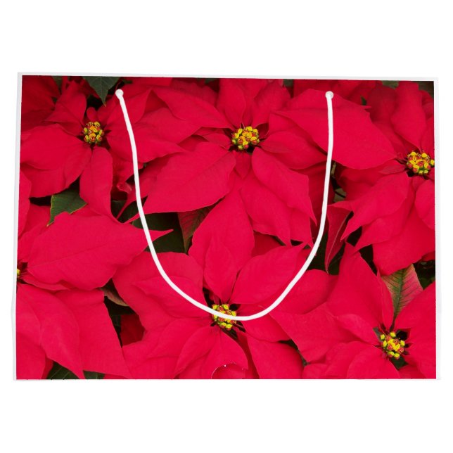 Ett gäng Brighly Färgad jul Poinsettias (Baksidan)