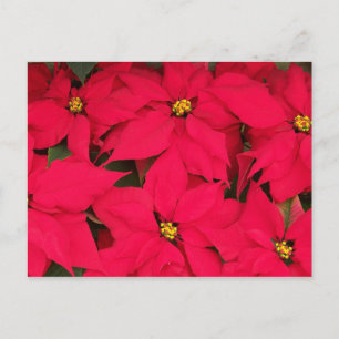 Ett gäng Brighly Färgad jul Poinsettias Helg Vykort