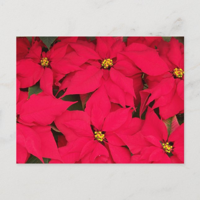 Ett gäng Brighly Färgad jul Poinsettias Helg Vykort (Framsida)