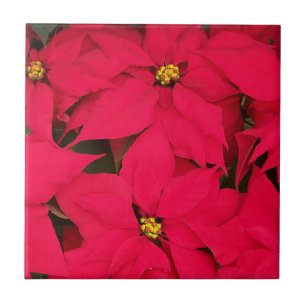 Ett gäng Brighly Färgad jul Poinsettias Kakelplatta