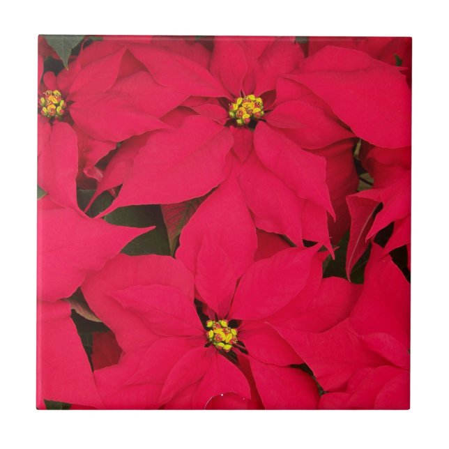 Ett gäng Brighly Färgad jul Poinsettias Kakelplatta (Framsidan)