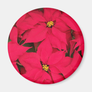 Ett gäng Brighly Färgad jul Poinsettias Magnet