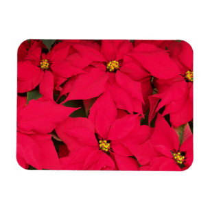 Ett gäng Brighly Färgad jul Poinsettias Magnet