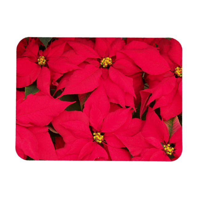 Ett gäng Brighly Färgad jul Poinsettias Magnet (Horisontell)