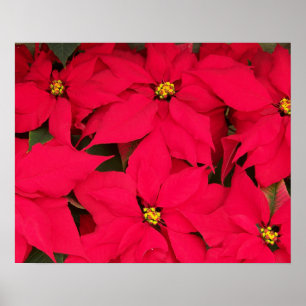 Ett gäng Brighly Färgad jul Poinsettias Poster
