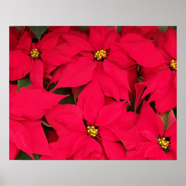 Ett gäng Brighly Färgad jul Poinsettias Poster (Framsidan)