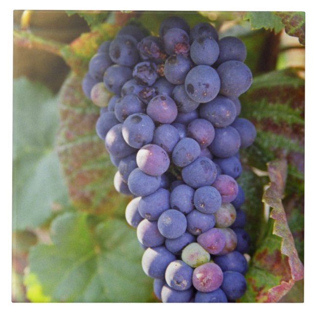 Ett gäng Pinot Noir-druvor i Chambertin Kakelplatta (Framsidan)