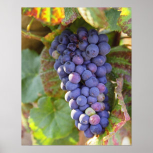 Ett gäng Pinot Noir-druvor i Chambertin Poster