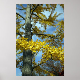 Ett ginkgoträd i Tendo Poster