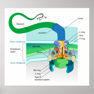 Ett gram - negativt bakterie- Flagellumdiagram Poster