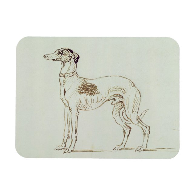 Ett greyhound, vänd Lämnat (penna & bläck på pappe Magnet (Horisontell)