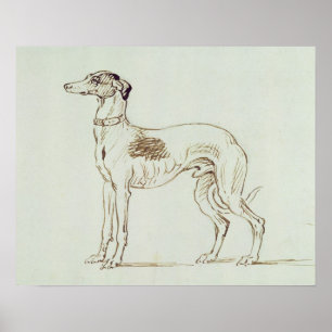 Ett greyhound, vänd Lämnat (penna & bläck på pappe Poster