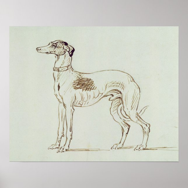 Ett greyhound, vänd Lämnat (penna & bläck på pappe Poster (Framsidan)