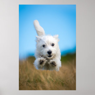 Ett gulligt västra höglands- Terriervalpspring Poster