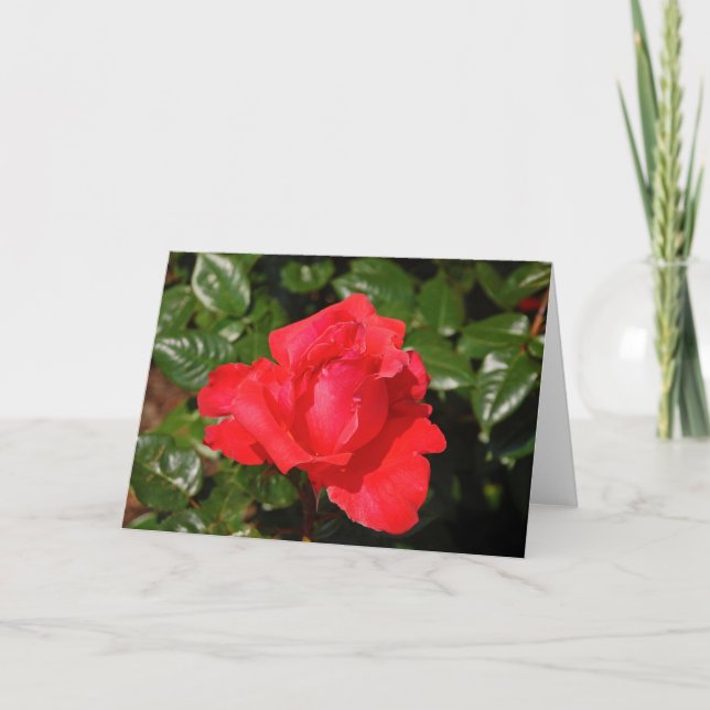 Ett hälsningskort för röd ros kort (Framsida)