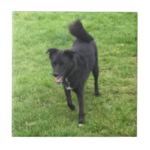 Ett häpnadsväckande hjsky/lab-keramiskt plattan Ko