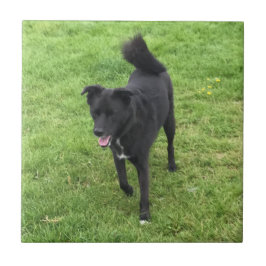 Ett häpnadsväckande hjsky/lab-keramiskt plattan Ko Kakelplatta