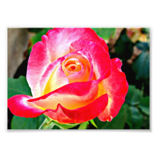 Ett härligt rosa foto