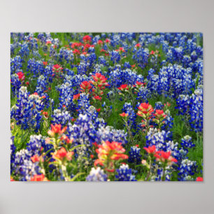 Ett hav av Bluebonnets och indierPaintbrushes Poster