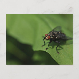 Ett husflyg på en Grönt löv Vykort