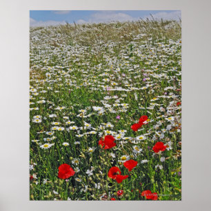 Ett jordbruksmarkfält av vit oxe-synade daisy och poster