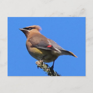 Ett klassiskt Cedar Waxwing-vykort! Vykort
