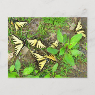 Ett kluster av Butterflies-vykort Vykort