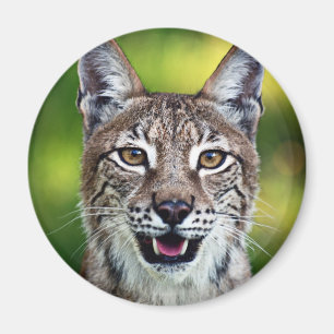 Ett le Siberian lodjur Magnet