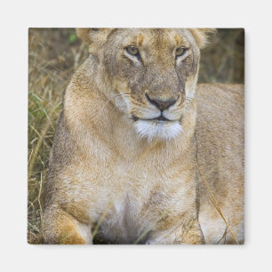 Ett lejon sittande i det höga gräset i Maasai Magnet