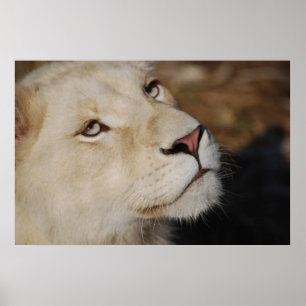 Ett lejont ansikte Sydafrika för stilla Poster