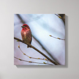 Ett Lila Finch 12 x 12-Kanvastryck med stretcherin Canvastryck