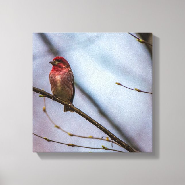 Ett Lila Finch 12 x 12-Kanvastryck med stretcherin Canvastryck (Framsida)