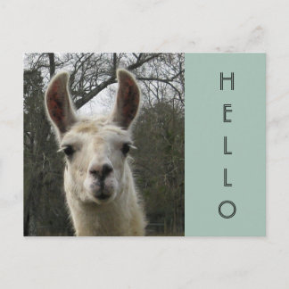 Ett Llama Hej Postkort Vykort