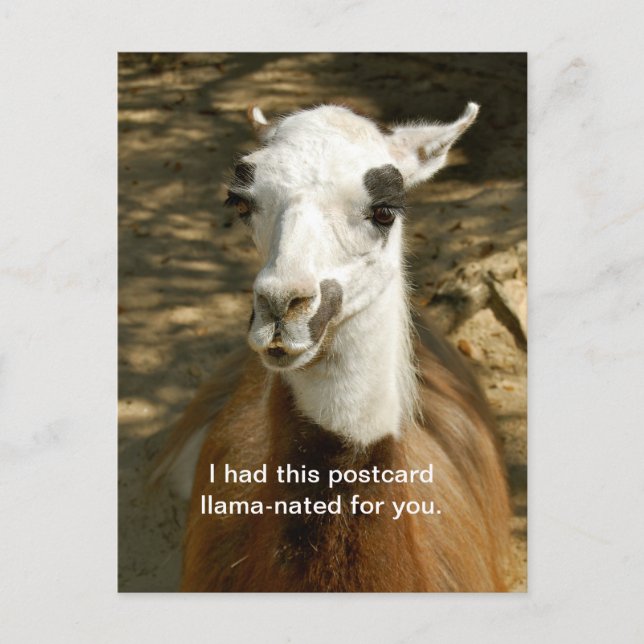 Ett llama-nerat roligt vykort. Postpassage Vykort (Framsida)