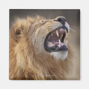 Ett male lejont för mogna (pantheraen leo) i magnet