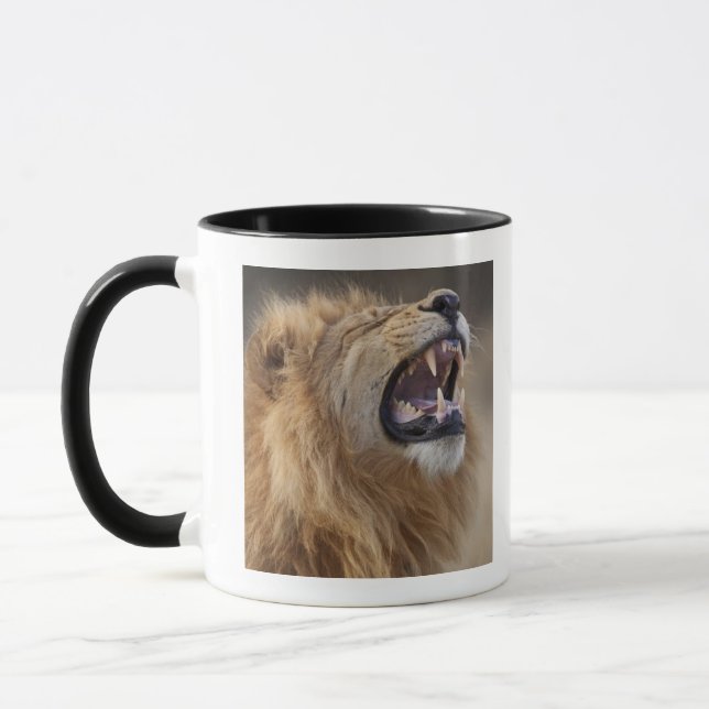 Ett male lejont för mogna (pantheraen leo) i mugg (Vänster)
