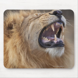 Ett male lejont för mogna (pantheraen leo) i musmatta