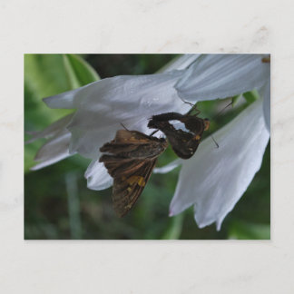 Ett månatligt vykort