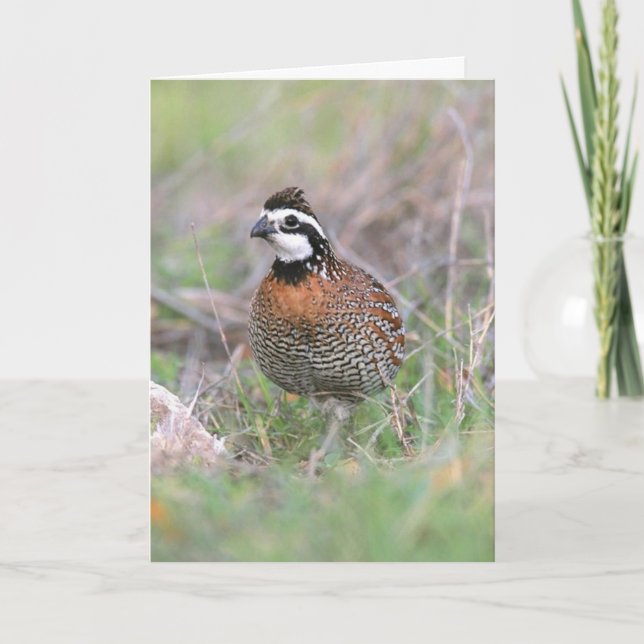 Ett manligt Bobwhite Quail-hälsningskort. Kort (Framsida)