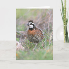 Ett manligt Bobwhite Quail-hälsningskort. Kort