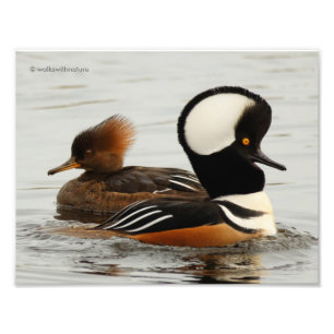 Ett möte med Hooded Mergansers Fototryck