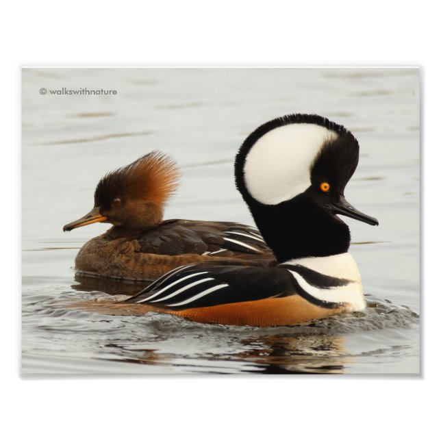 Ett möte med Hooded Mergansers Fototryck (Framsidan)