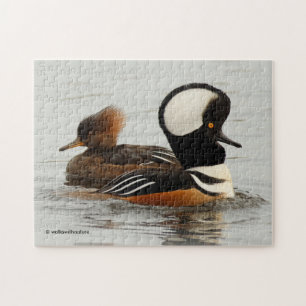 Ett möte mellan Hooded Merganser Anka Pussel