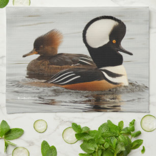 Ett möte mellan Hooded Merganser Anka vid dammen Kökshandduk