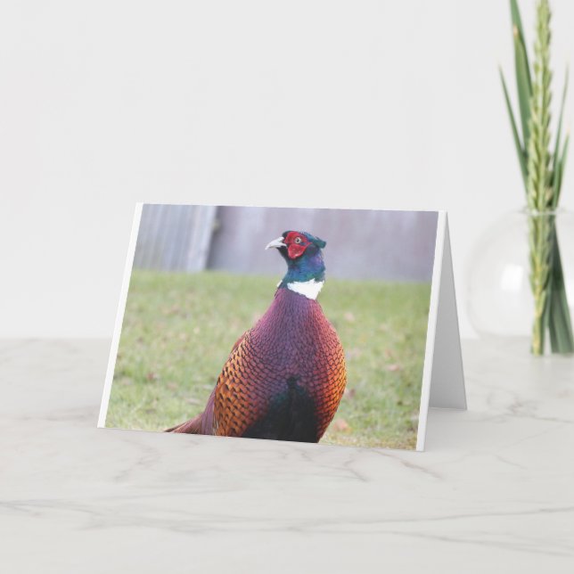 Ett mycket angenämt Pheasanthälsningkort Kort (Framsida)