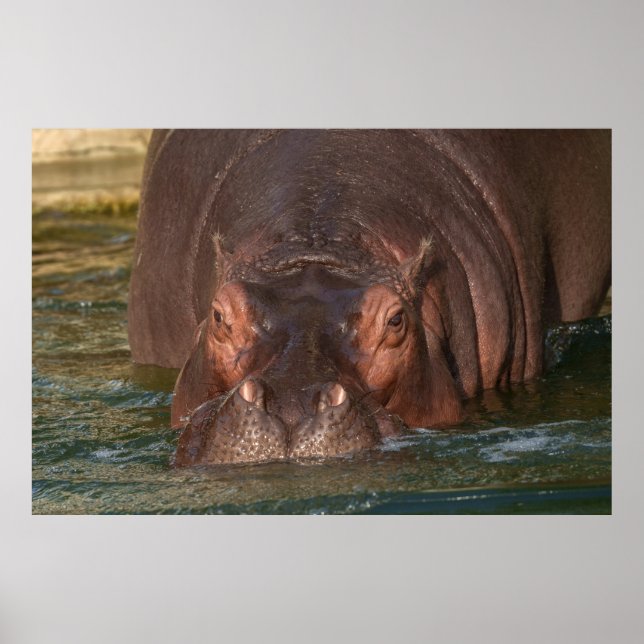 Ett nära möte med en Hippopotamus Poster (Framsidan)