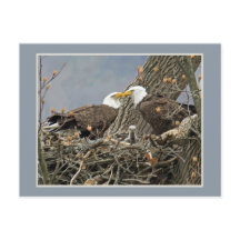 Ett örnfamiljporträtt