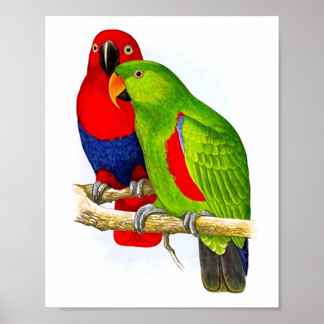 Ett par av Parrots nr.5-utskrift av antika Bird Re Poster (Framsidan)