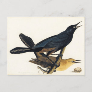 Ett par båtar-Tails Grackles Vykort