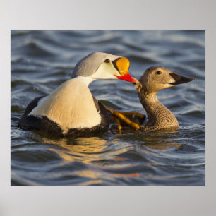 Ett par kung-åkare i en tundra-damm poster